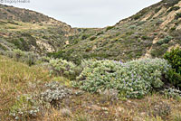 Santa Cruz Island