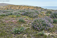 Santa Cruz Island