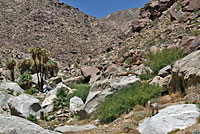 Mearns' Rock Lizard Habitat