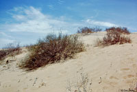 Long-tailed Brush Lizard Habitat