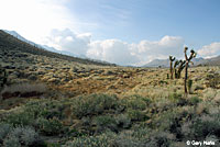 California Legless Lizard Habitat