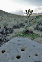 California Legless Lizard Habitat