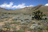 California Legless Lizard Habitat