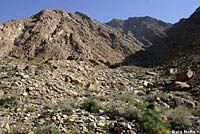 Baja California Collared Lizard Habitat