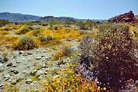 Western Zebra-tailed Lizard Habitat