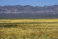 northern pacific rattlesnake habitat