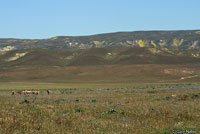 northern pacific rattlesnake habitat