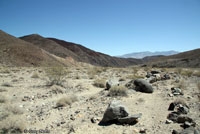 Western Zebra-tailed Lizard Habitat