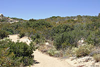 Coastal Whiptail Habitat