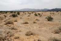 Desert Banded Gecko Habitat