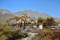 Colorado River Tree Lizard Habitat