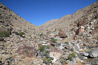 Desert Threadsnake Habitat