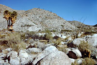 Baja California Collared Lizard Habitat