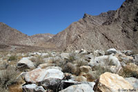 Baja California Collared Lizard Habitat