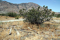 Desert Banded Gecko Habitat