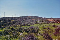 Coronado Skink Habitat