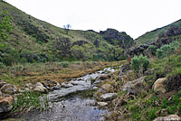 Variegated Skink Habitat