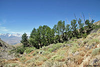 Panamint Alligator Lizard Habitat