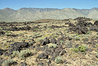 Western Side-blotched Lizard Habitat