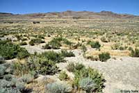 Long-nosed Leopard Lizard Habitat