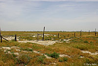 San Joaquin Coachwhip Habitat