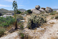 Western Side-blotched Lizard Habitat