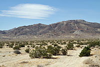 Desert Banded Gecko Habitat