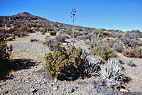 Baja California Night Lizard Habitat