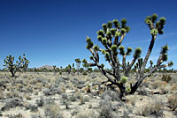 Desert Night Lizard Habitat