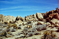 Long-nosed Leopard Lizard Habitat