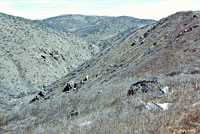 Coastal Whiptail Habitat