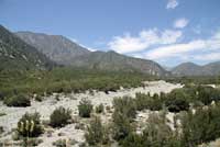 Western Zebra-tailed Lizard Habitat