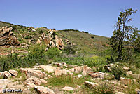 Red Diamond Rattlesnake Habitat