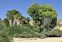 desert spiny lizard habitat