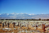 yellow-backed spiny lizard habitat