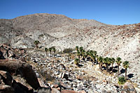 Baja California Collared Lizard Habitat