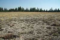 Pygmy Short-horned Lizard Habitat