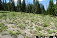 Pygmy Short-horned Lizard Habitat