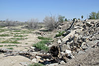 Gilbert's Skink Habitat