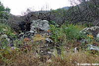 Gilbert's Skink Habitat