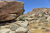 rocksBaja California Collared Lizard Habitat