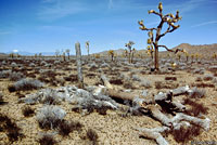 yellow-backed spiny lizard habitat