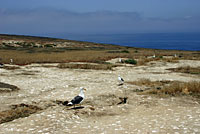 San Clemente Night Lizard Habitat