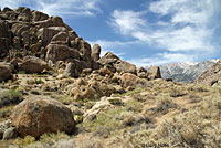 yellow-backed spiny lizard habitat