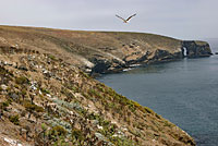 San Clemente Night Lizard Habitat