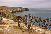 San Clemente Night Lizard Habitat