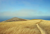 San Clemente Night Lizard Habitat