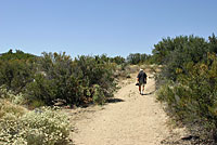 Cope's Leopard Lizard Habitat