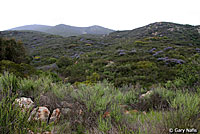 Belding's Orange-throated Whiptail Habitat