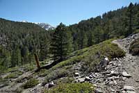 Southern Sagebrush Lizard Habitat